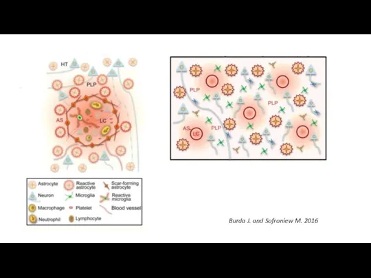 Burda J. and Sofroniew M. 2016