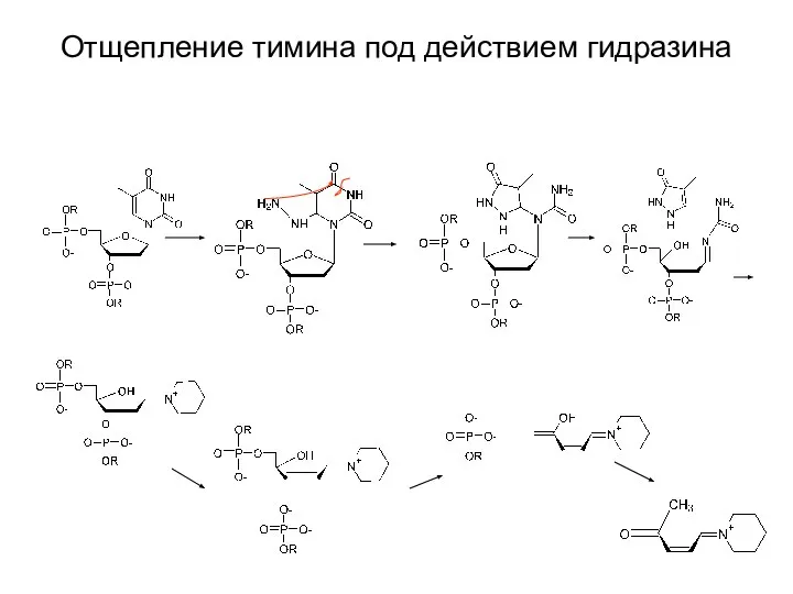 Отщепление тимина под действием гидразина