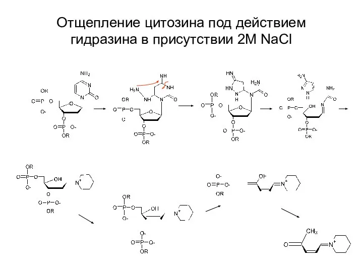 Отщепление цитозина под действием гидразина в присутствии 2М NaCl