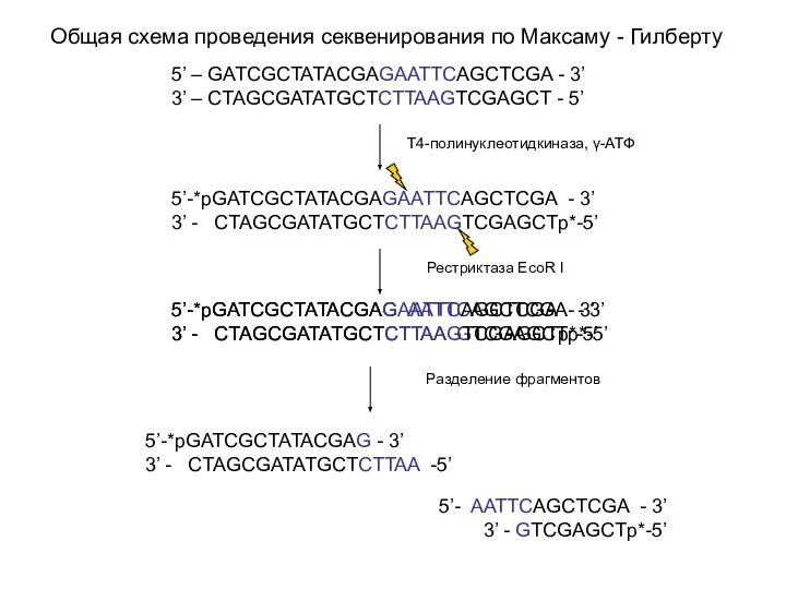 Общая схема проведения секвенирования по Максаму - Гилберту Т4-полинуклеотидкиназа, γ-АТФ Рестриктаза EcoR