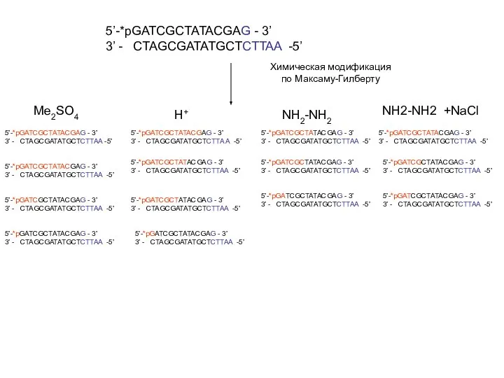 5’-*pGATCGCTATACGAG - 3’ 3’ - CTAGCGATATGCTCTTAA -5’ Me2SO4 H+ NH2-NH2 NH2-NH2 +NaCl