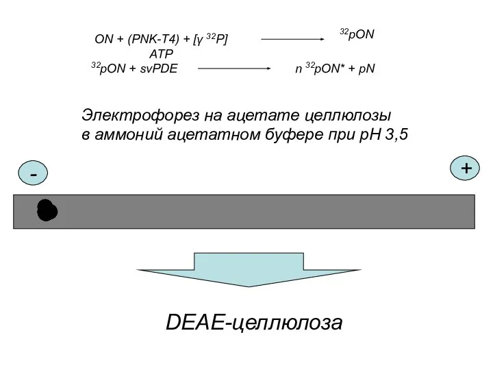 Электрофорез на ацетате целлюлозы в аммоний ацетатном буфере при рН 3,5 - + DEAE-целлюлоза