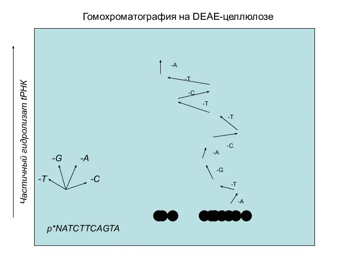 Гомохроматография на DEAE-целлюлозе -A -T -G -A -C -T -T -C -T