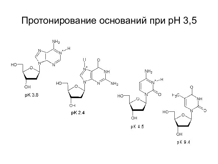 Протонирование оснований при рН 3,5