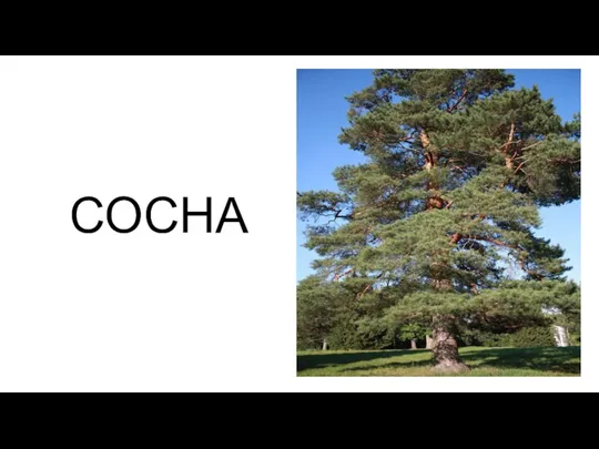 СОСНА