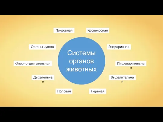 Системы органов животных Кровеносная Дыхательная Опорно-двигательная Пищеварительная Выделительная Покровная Половая Эндокринная Нервная Органы чувств