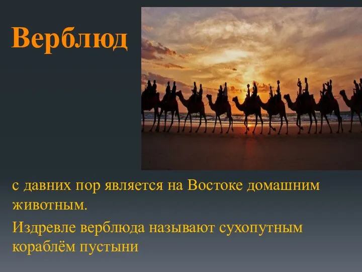 Верблюд с давних пор является на Востоке домашним животным. Издревле верблюда называют сухопутным кораблём пустыни