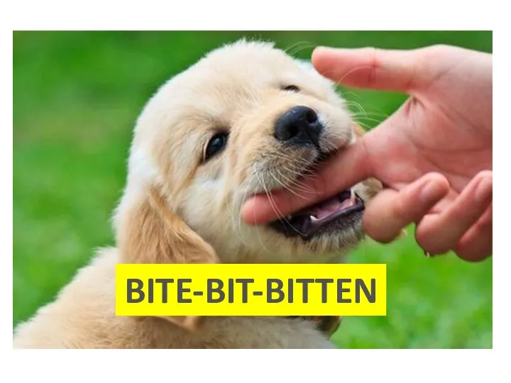 BITE-BIT-BITTEN