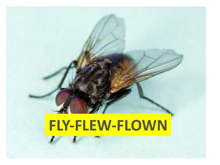 FLY-FLEW-FLOWN