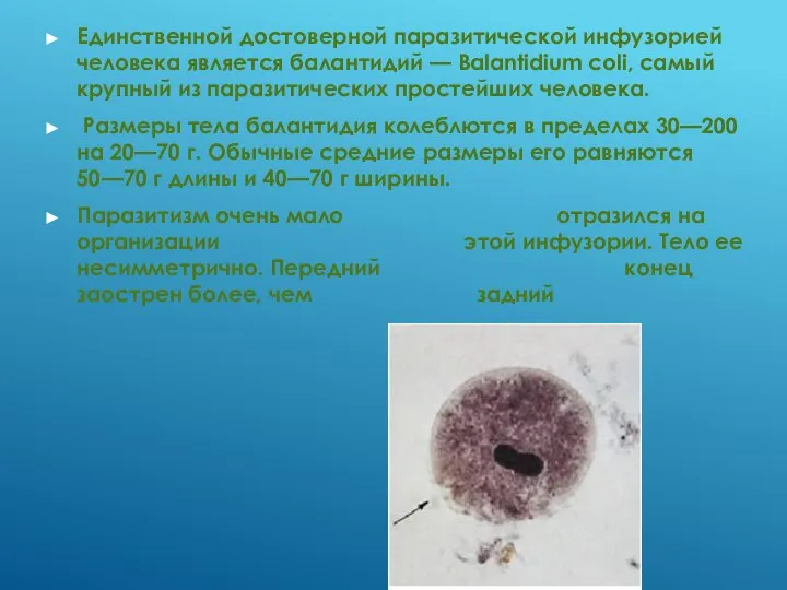 Единственной достоверной паразитической инфузорией человека является балантидий — Balantidium coli, самый крупный