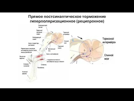 Прямое постсинаптическое торможение гиперполяризационное (реципрокное)