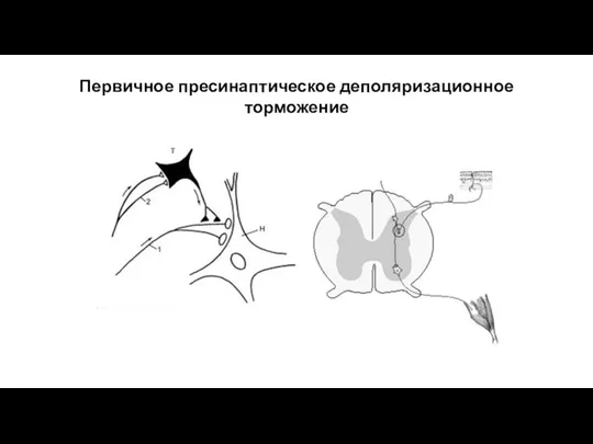 Первичное пресинаптическое деполяризационное торможение