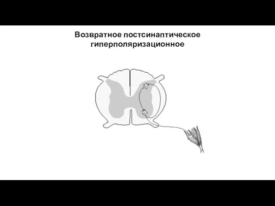 Возвратное постсинаптическое гиперполяризационное