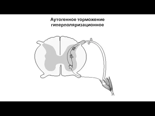 Аутогенное торможение гиперполяризационное