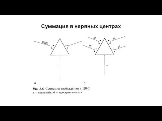 Суммация в нервных центрах