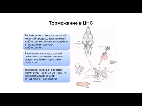 Торможение в ЦНС