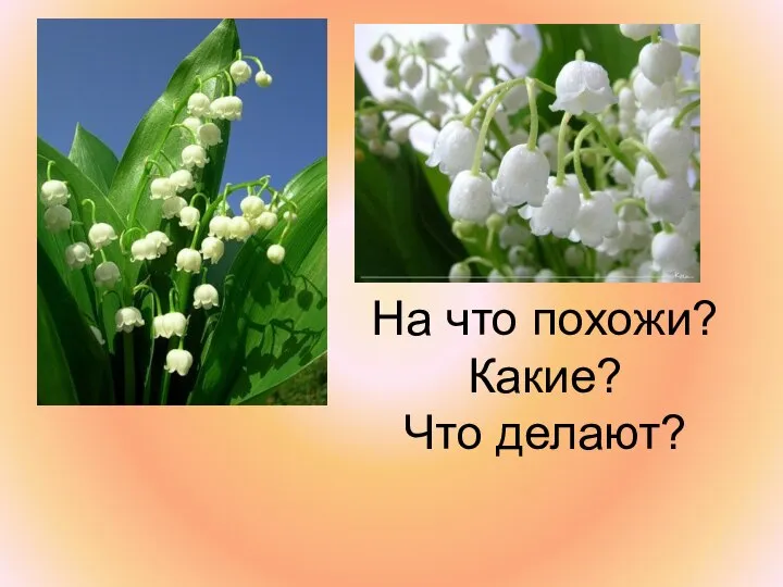 На что похожи? Какие? Что делают?