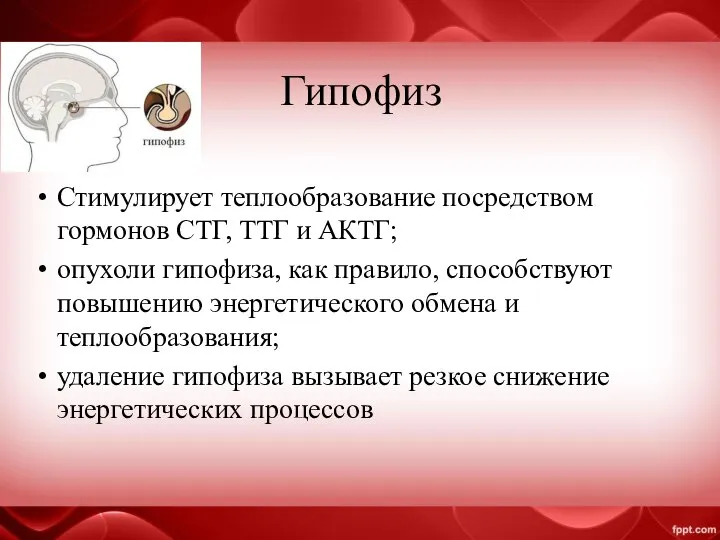 Гипофиз Стимулирует теплообразование посредством гормонов СТГ, ТТГ и АКТГ; опухоли гипофиза, как