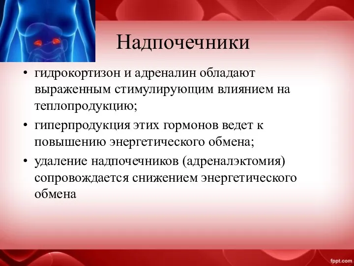 Надпочечники гидрокортизон и адреналин обладают выраженным стимулирующим влиянием на теплопродукцию; гиперпродукция этих