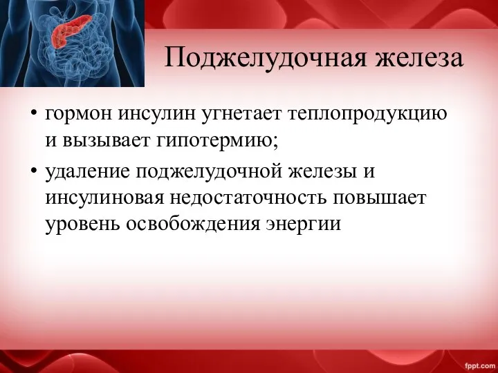 Поджелудочная железа гормон инсулин угнетает теплопродукцию и вызывает гипотермию; удаление поджелудочной железы