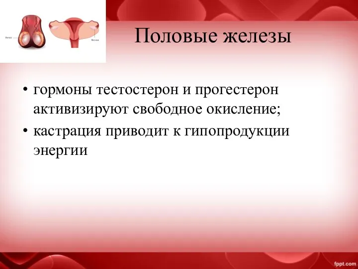 Половые железы гормоны тестостерон и прогестерон активизируют свободное окисление; кастрация приводит к гипопродукции энергии