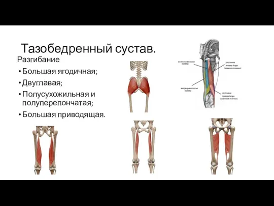 Тазобедренный сустав. Разгибание Большая ягодичная; Двуглавая; Полусухожильная и полуперепончатая; Большая приводящая.