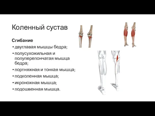 Коленный сустав Сгибание двуглавая мышцы бедра; полусухожильная и полуперепончатая мышца бедра; портняжная