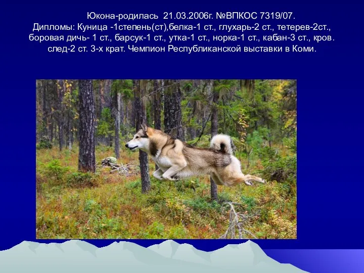 Юкона-родилась 21.03.2006г. №ВПКОС 7319/07. Дипломы: Куница -1степень(ст),белка-1 ст., глухарь-2 ст., тетерев-2ст., боровая