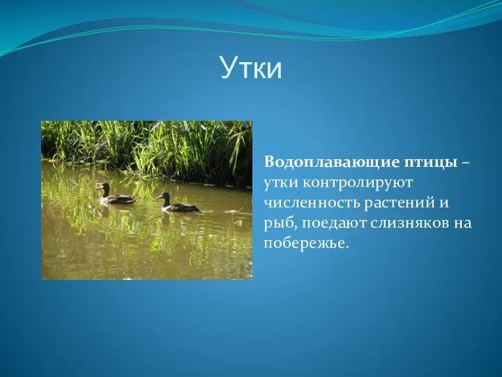 Утки Водоплавающие птицы – утки контролируют численность растений и рыб, поедают слизняков на побережье.