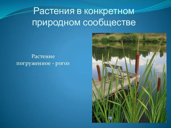 Растения в конкретном природном сообществе Растение погруженное - рогоз