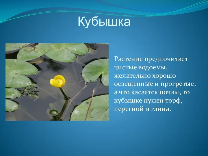 Кубышка Растение предпочитает чистые водоемы, желательно хорошо освещенные и прогретые, а что