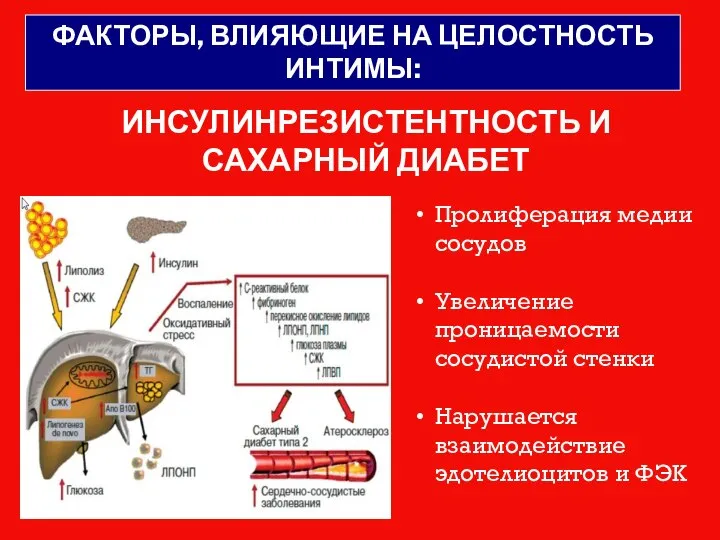 ИНСУЛИНРЕЗИСТЕНТНОСТЬ И САХАРНЫЙ ДИАБЕТ Пролиферация медии сосудов Увеличение проницаемости сосудистой стенки Нарушается