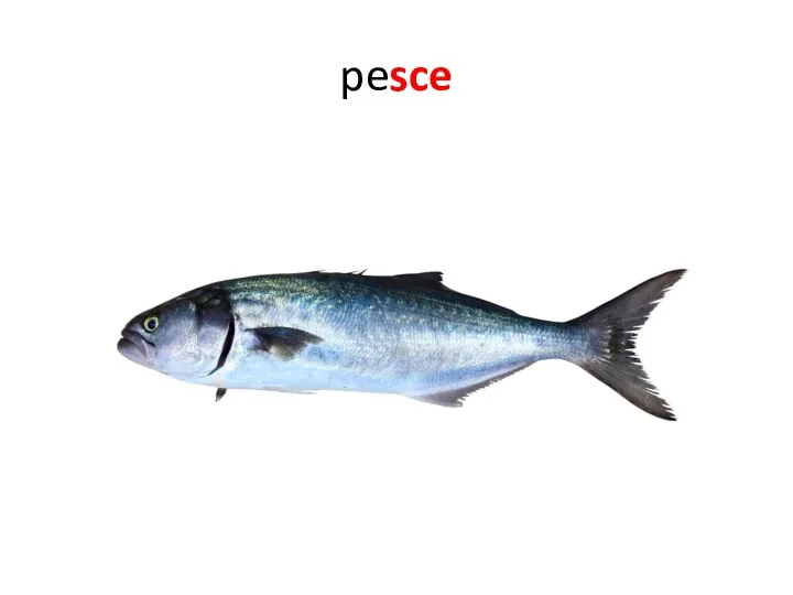 pesce