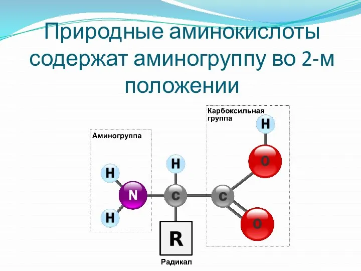 Природные аминокислоты содержат аминогруппу во 2-м положении