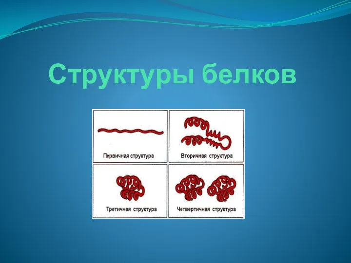 Структуры белков