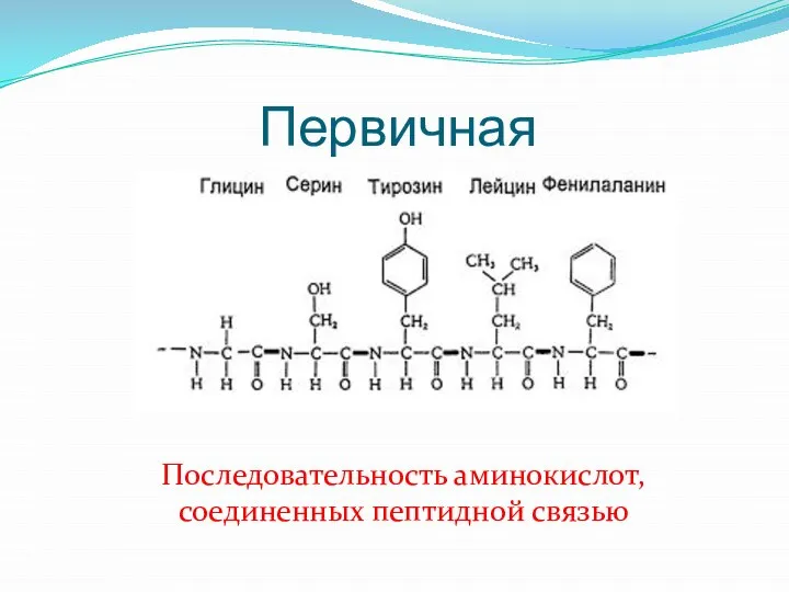 Первичная Последовательность аминокислот, соединенных пептидной связью