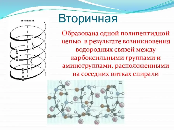 Вторичная Образована одной полипептидной цепью в результате возникновения водородных связей между карбоксильными