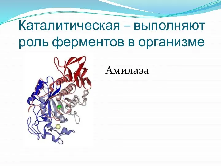 Каталитическая – выполняют роль ферментов в организме Амилаза