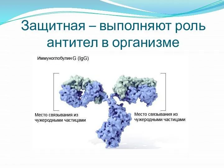 Защитная – выполняют роль антител в организме