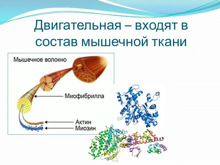 Двигательная – входят в состав мышечной ткани