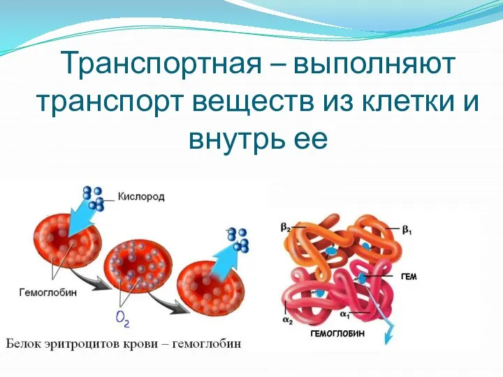 Транспортная – выполняют транспорт веществ из клетки и внутрь ее