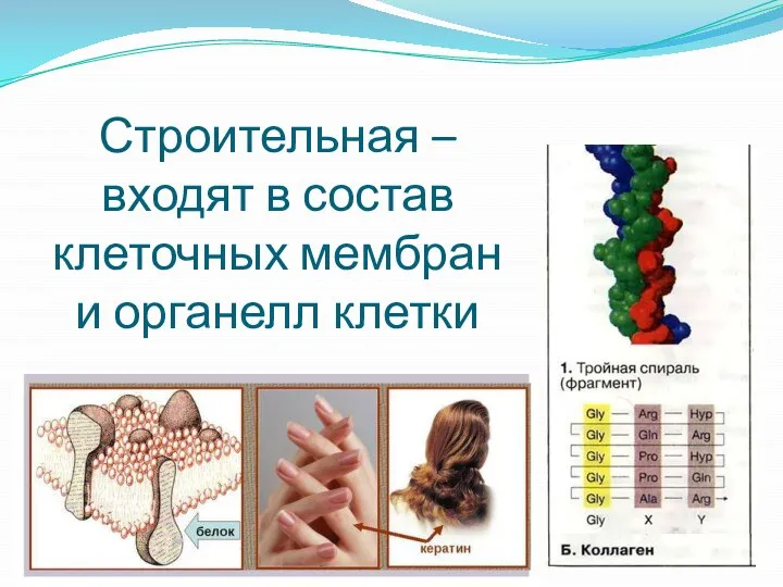 Строительная – входят в состав клеточных мембран и органелл клетки