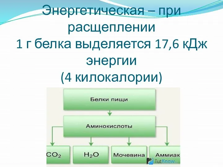 Энергетическая – при расщеплении 1 г белка выделяется 17,6 кДж энергии (4 килокалории)