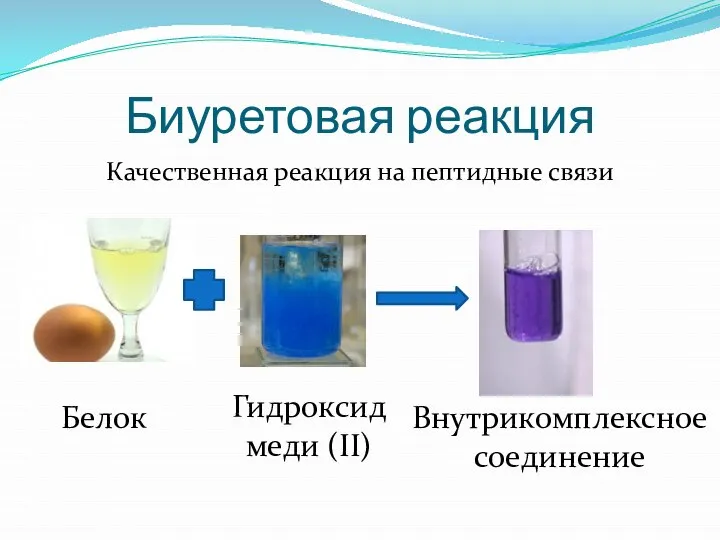 Биуретовая реакция Качественная реакция на пептидные связи Белок Гидроксид меди (II) Внутрикомплексное соединение