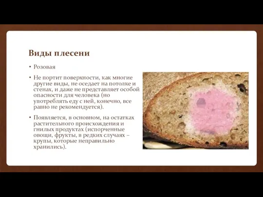 Виды плесени Розовая Не портит поверхности, как многие другие виды, не оседает