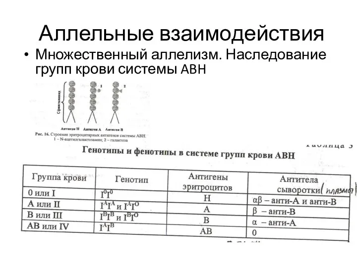 Аллельные взаимодействия Множественный аллелизм. Наследование групп крови системы ABH