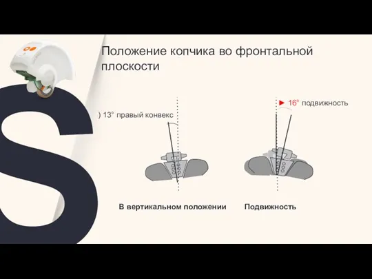 S Положение копчика во фронтальной плоскости В вертикальном положении Подвижность ► 16°