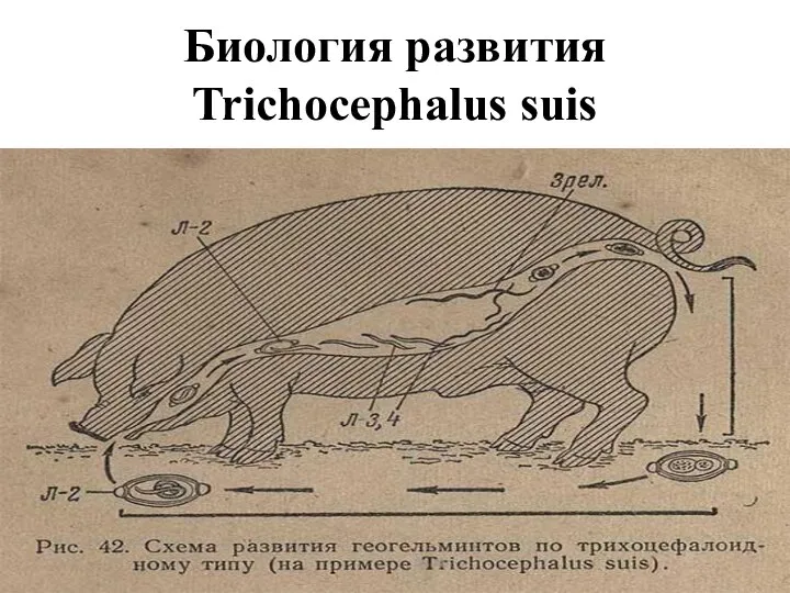 Биология развития Trichocephalus suis
