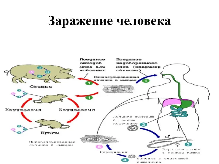 Заражение человека