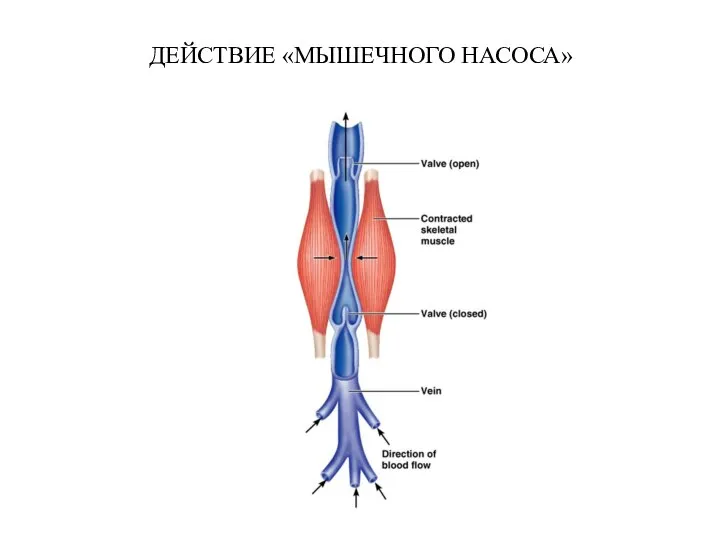 ДЕЙСТВИЕ «МЫШЕЧНОГО НАСОСА»